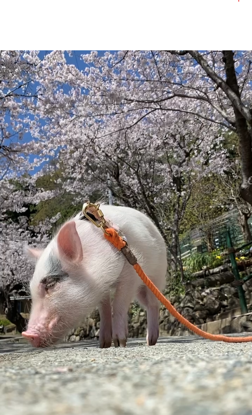 マイクロミニブタは見た！◆満開の桜◆