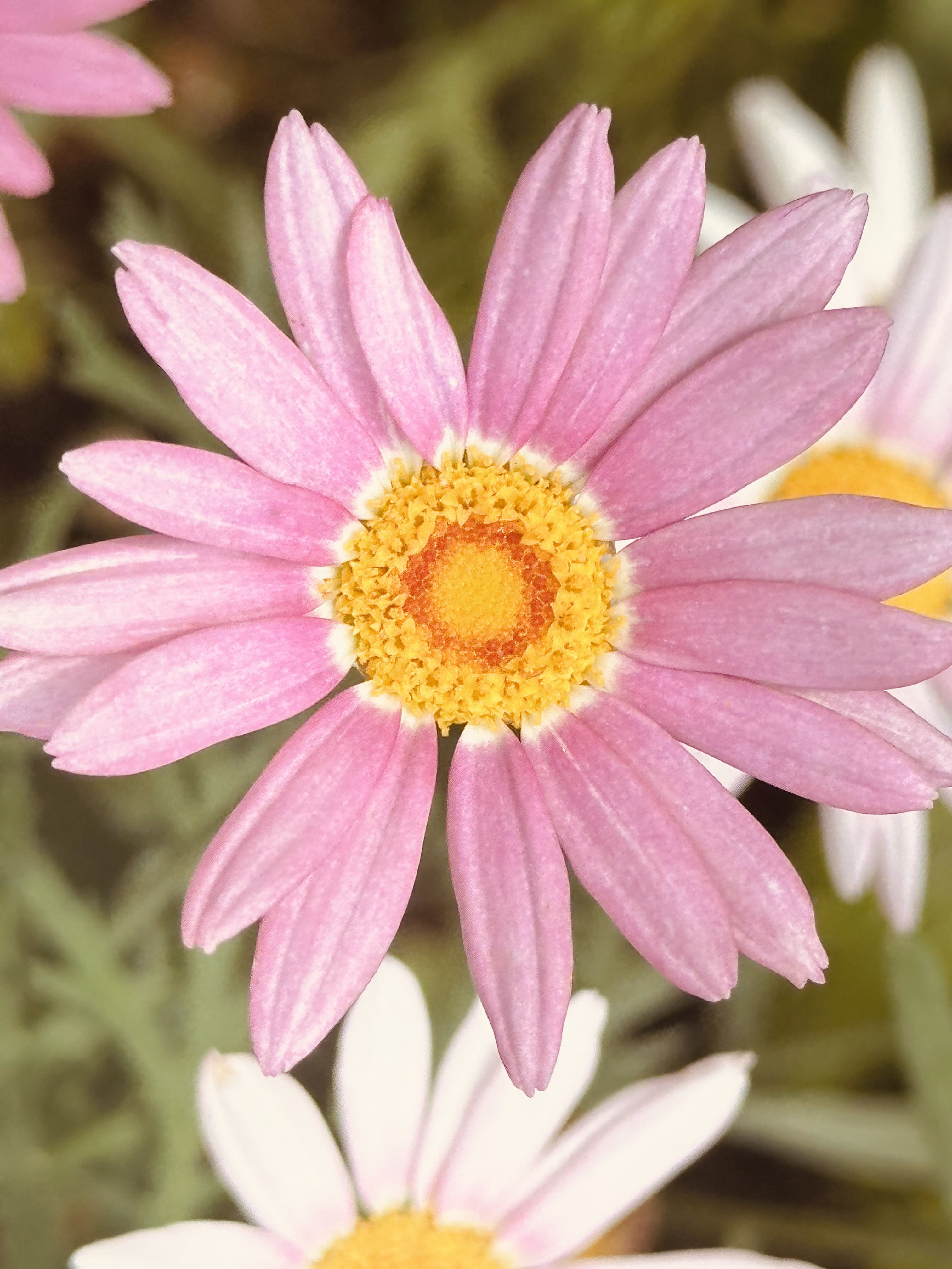 ４月　世光寮　説明会