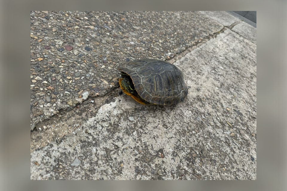 お客さん…？