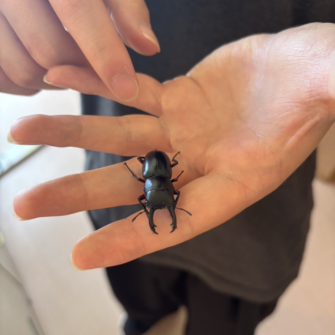 クワガタ発見