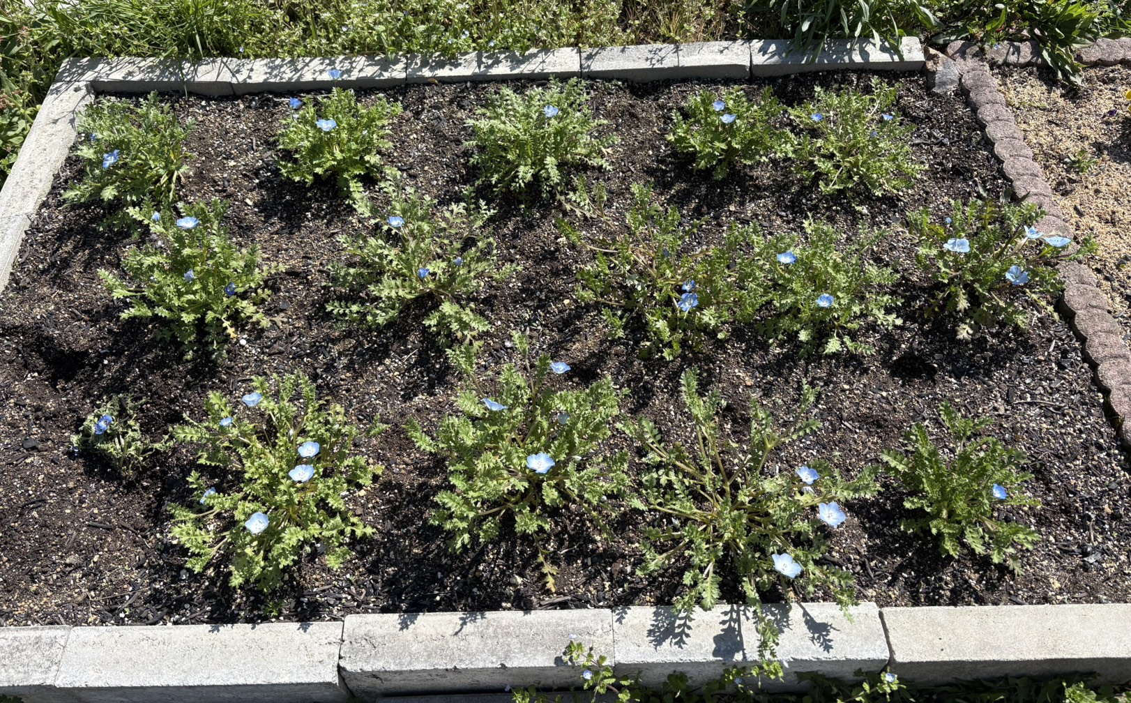 ネモフィラの花