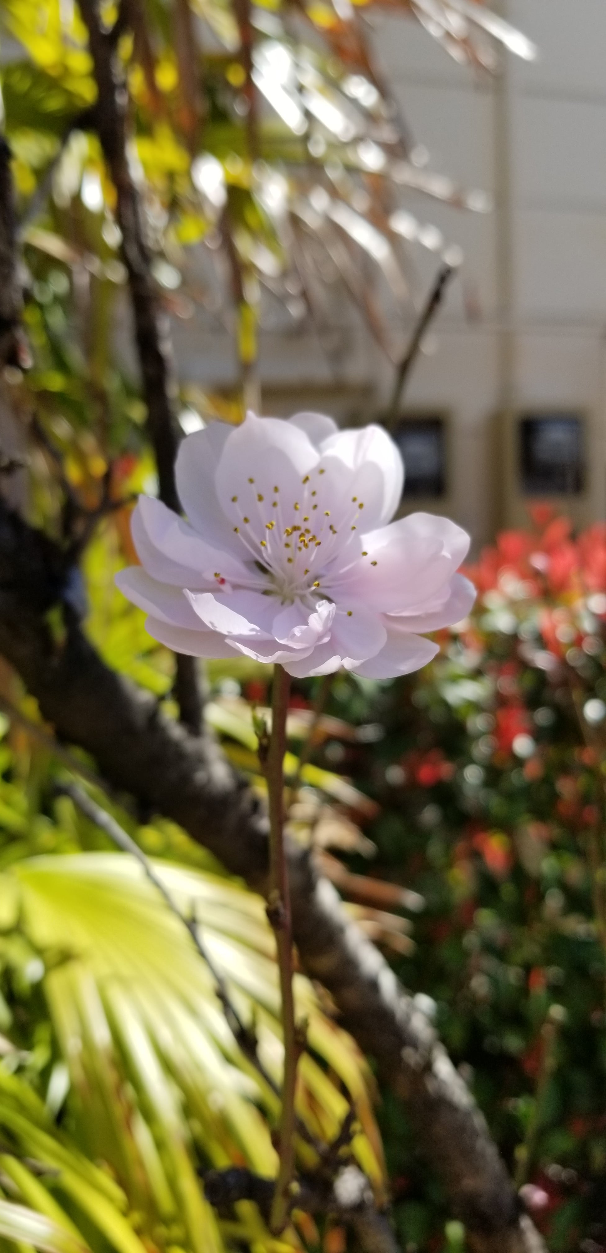 桜が一輪　満開？に咲きました。　春はもうここに