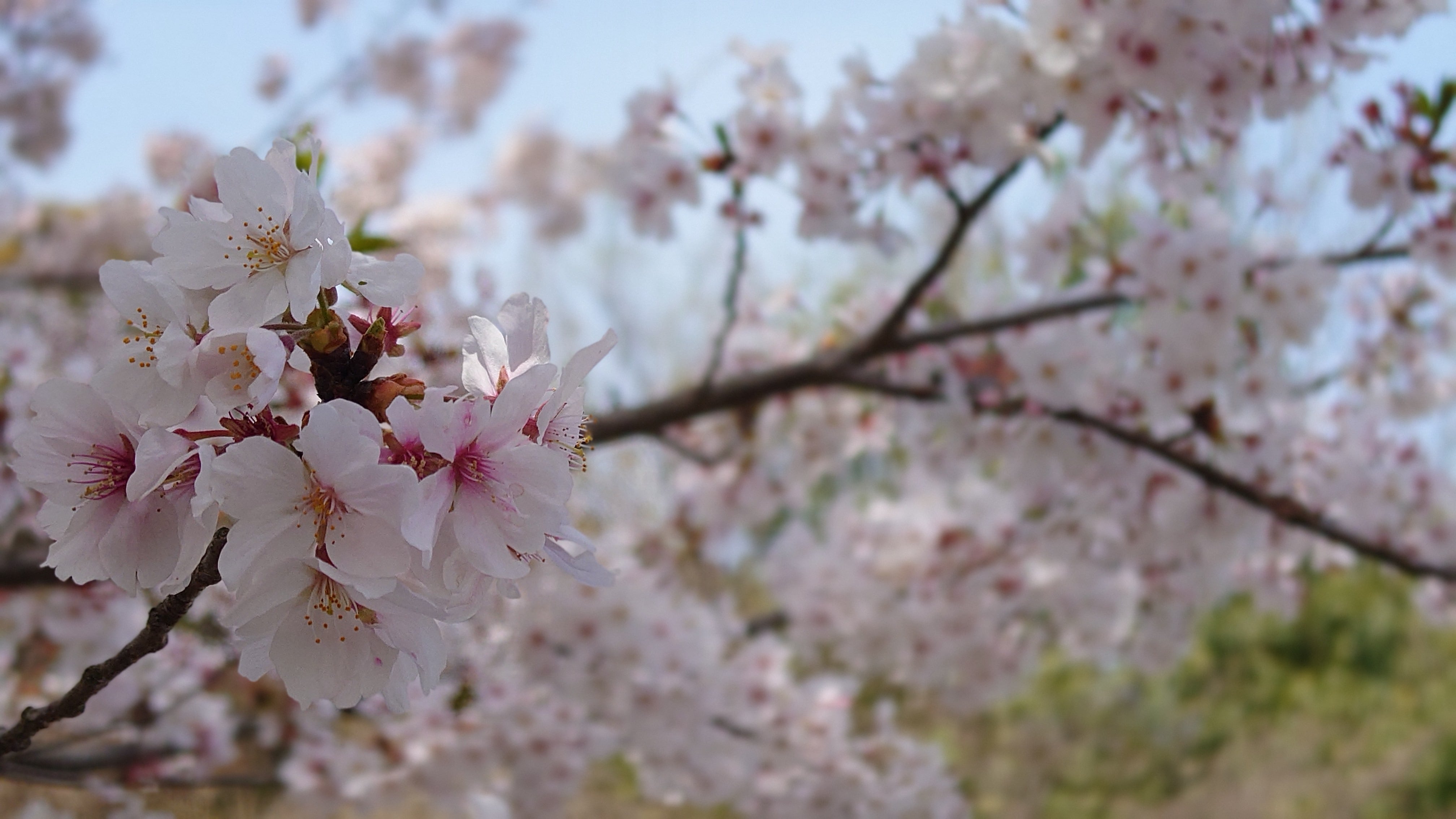 【春】お花見をしてきました！