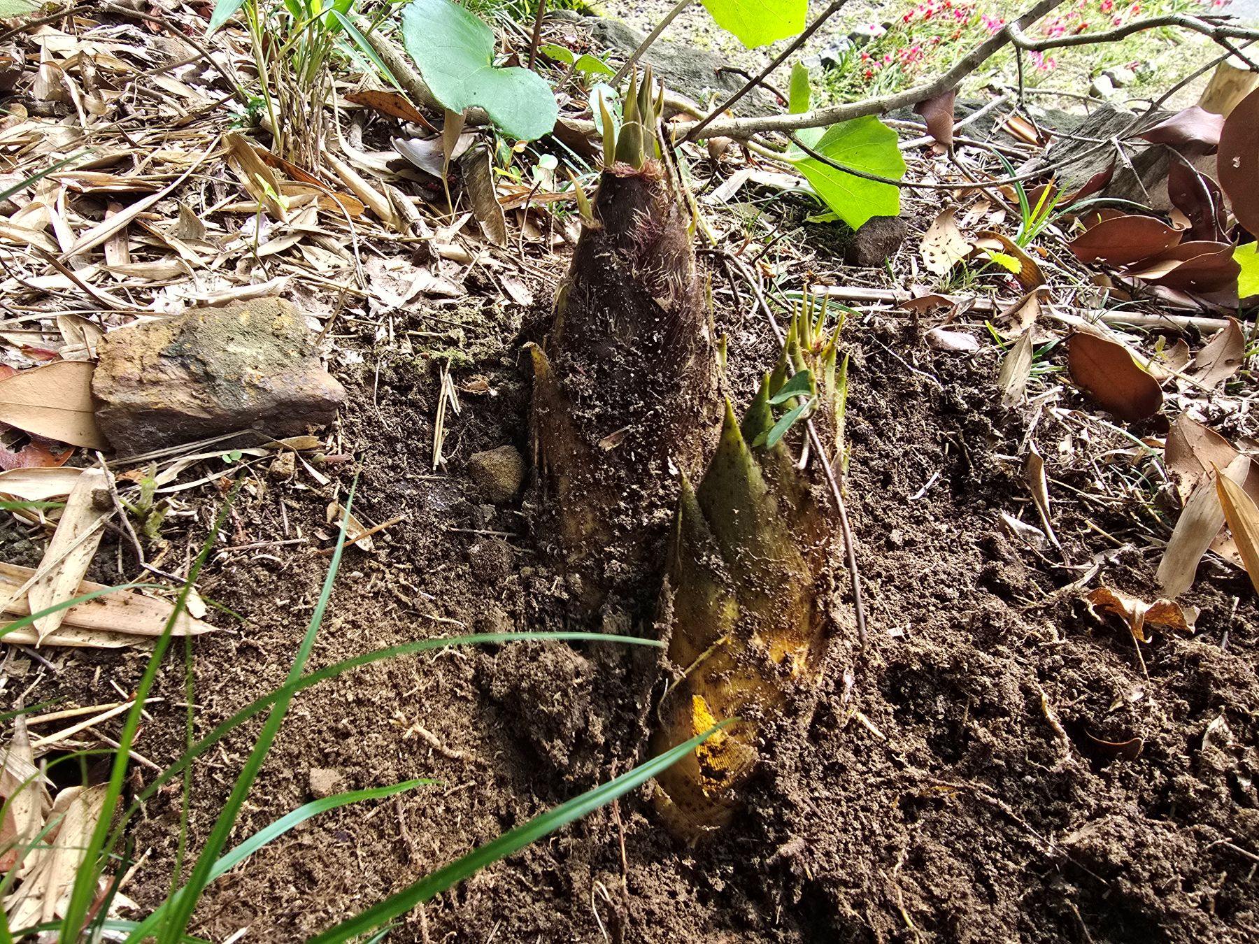 春の恵み、タケノコの季節です(^^♪