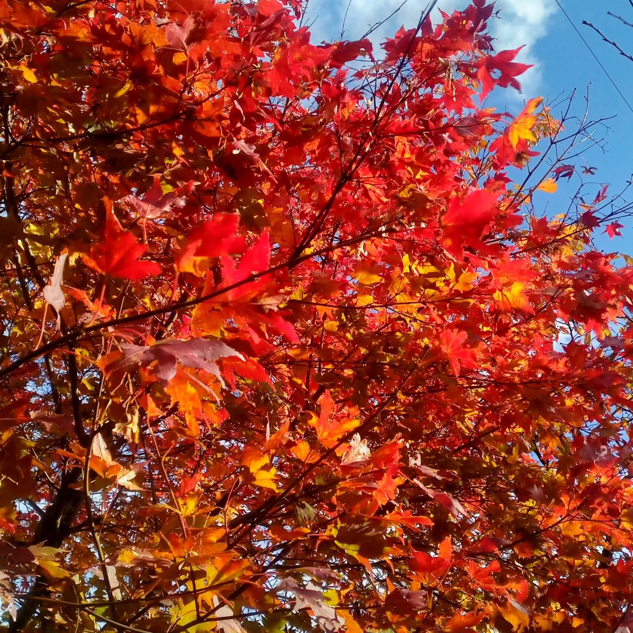 庭の紅葉