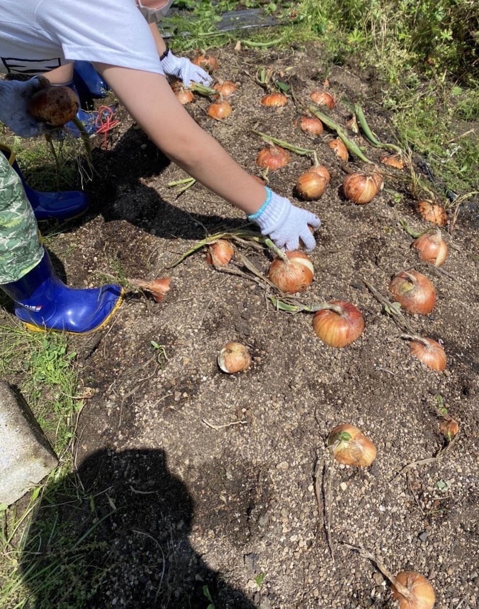 【食育活動】玉ねぎの収穫を行いました