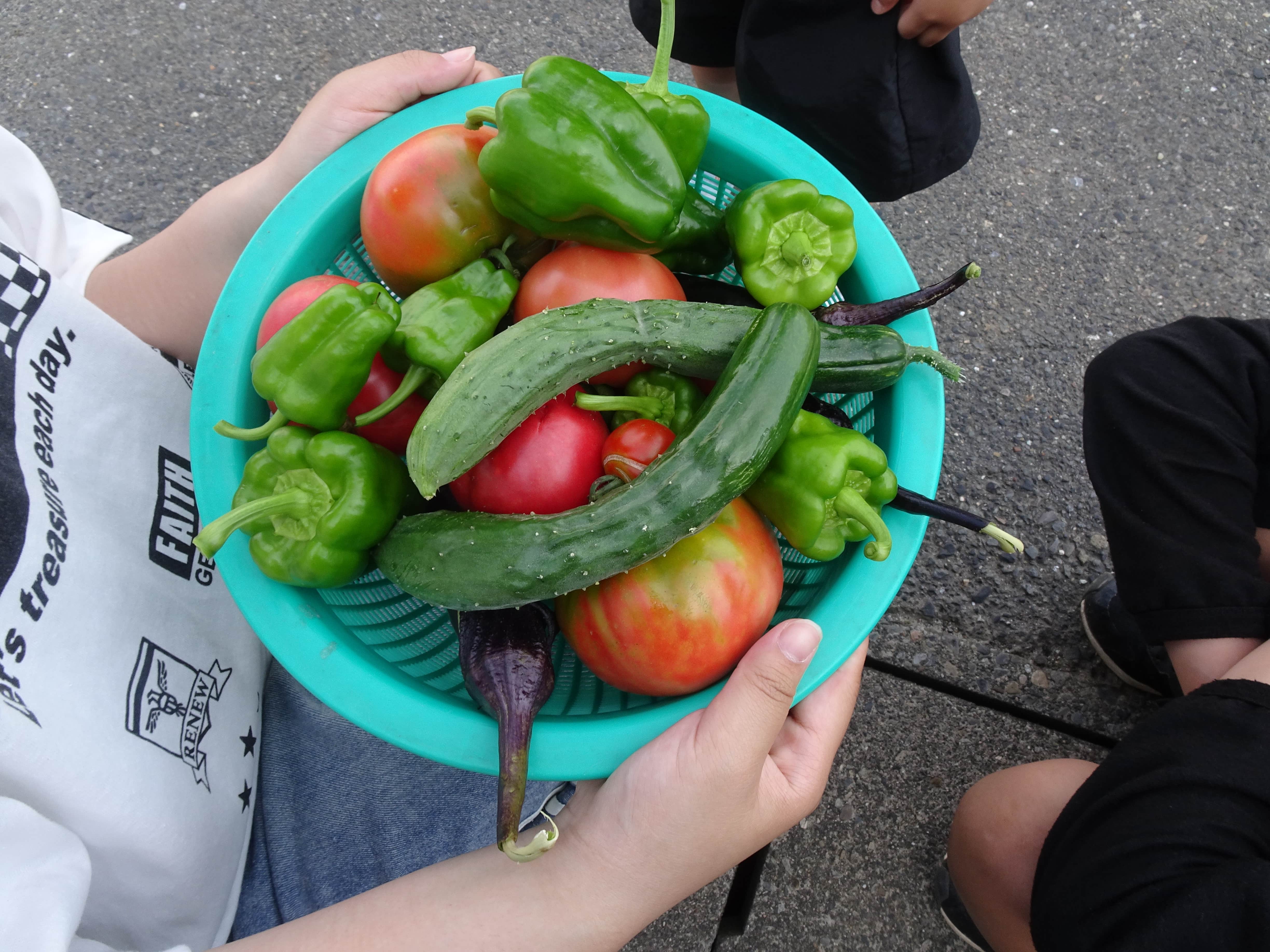 野菜収穫！！