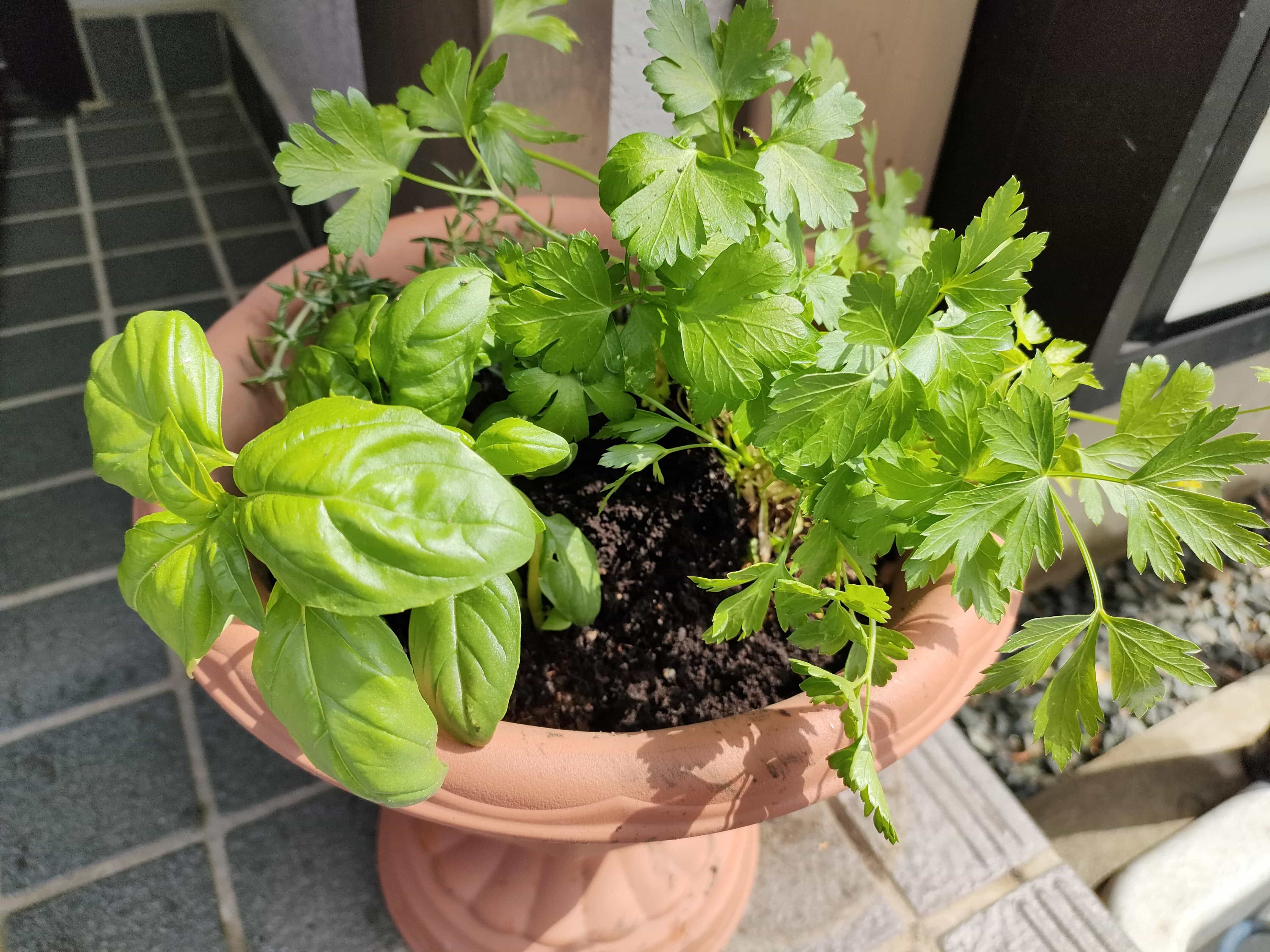 ハーブの寄せ植え