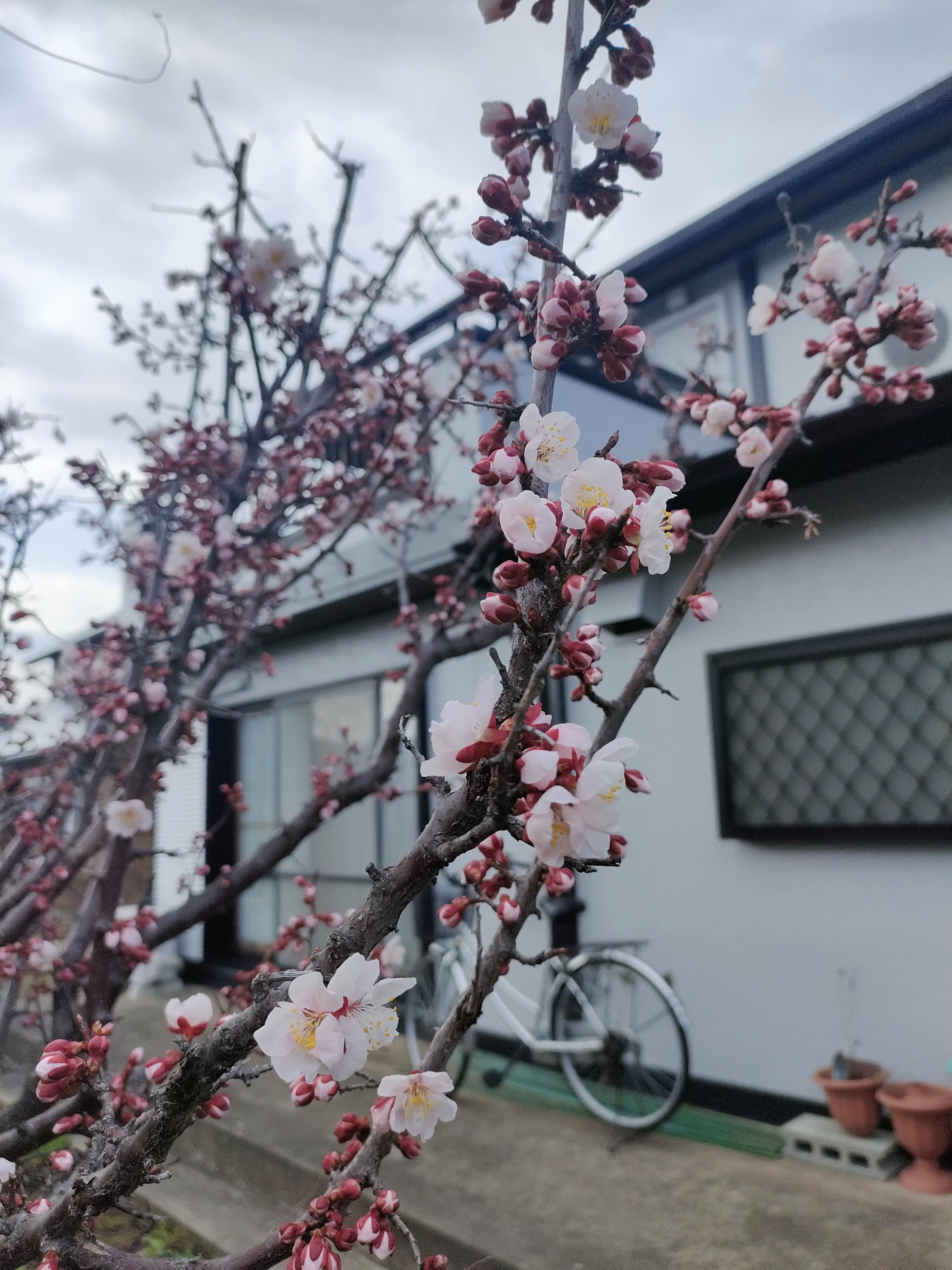 梅の花が咲きました