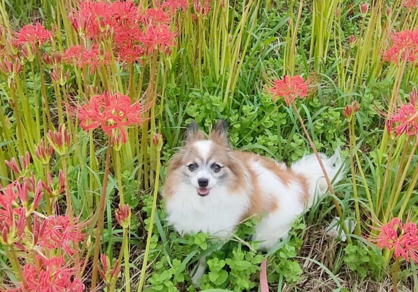 犬の居る生活