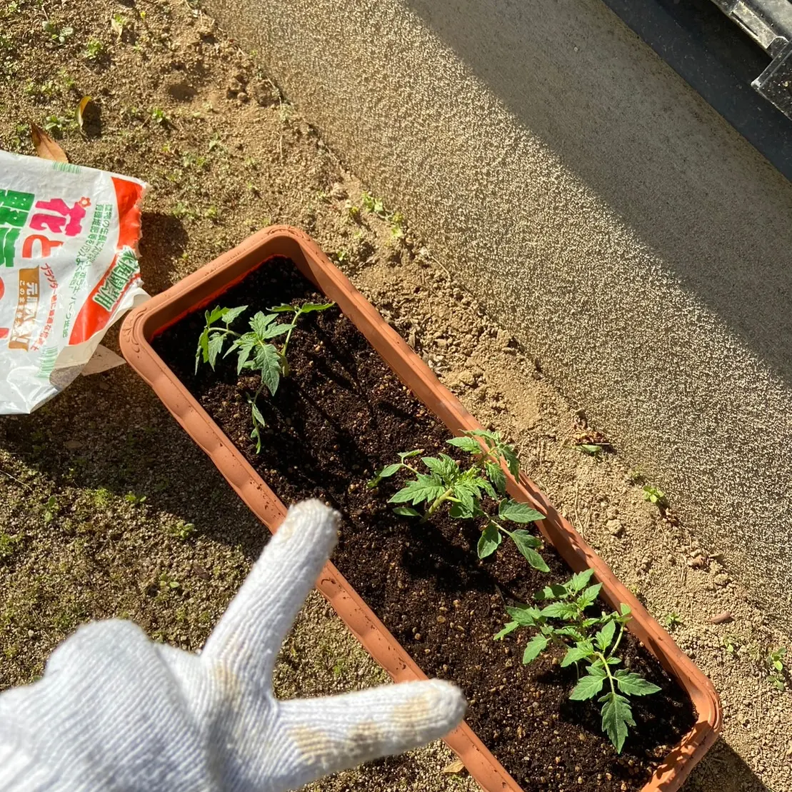 みずほにてなんと家庭菜園を始めました！