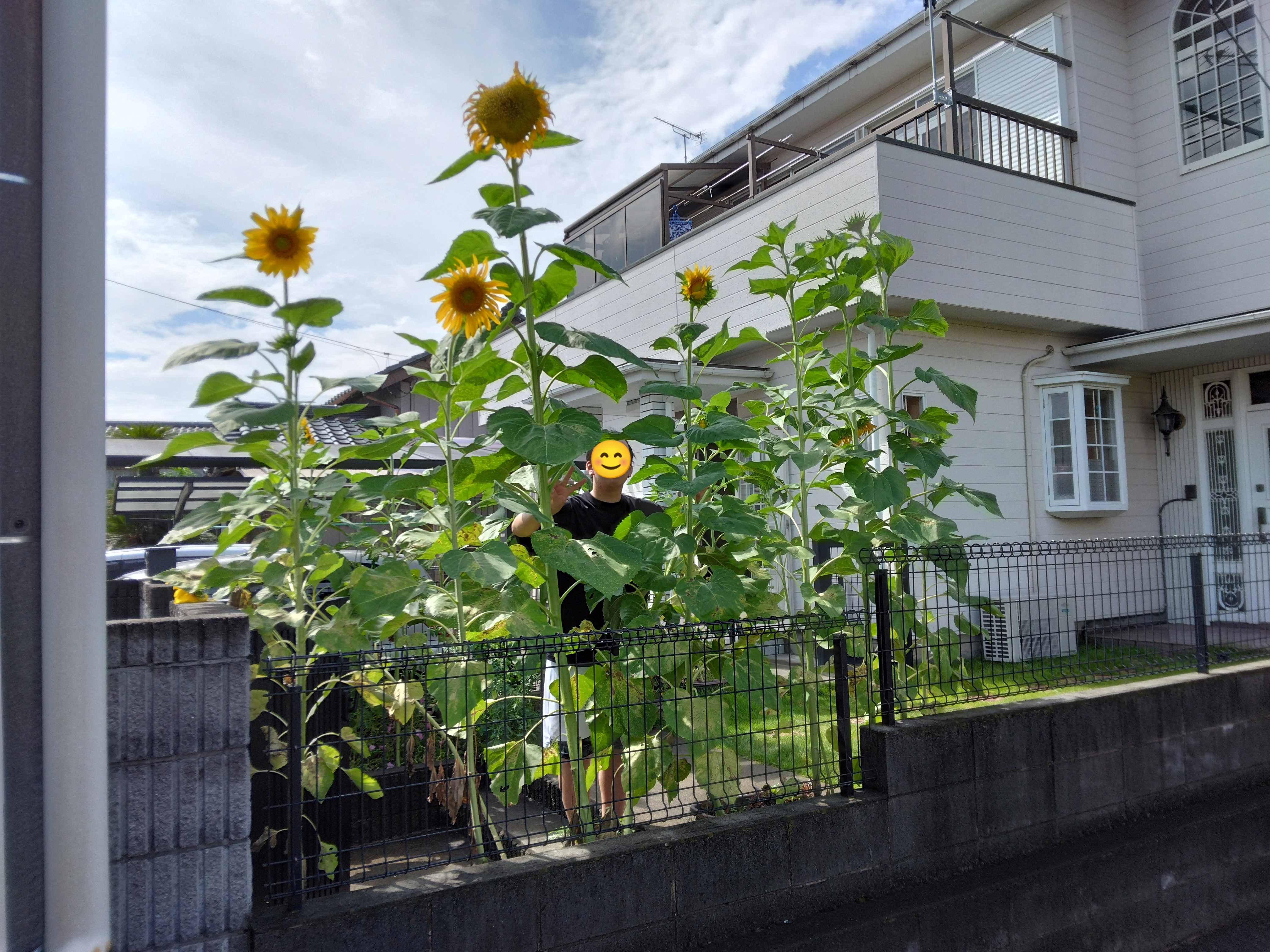 向日葵が大きくなりました