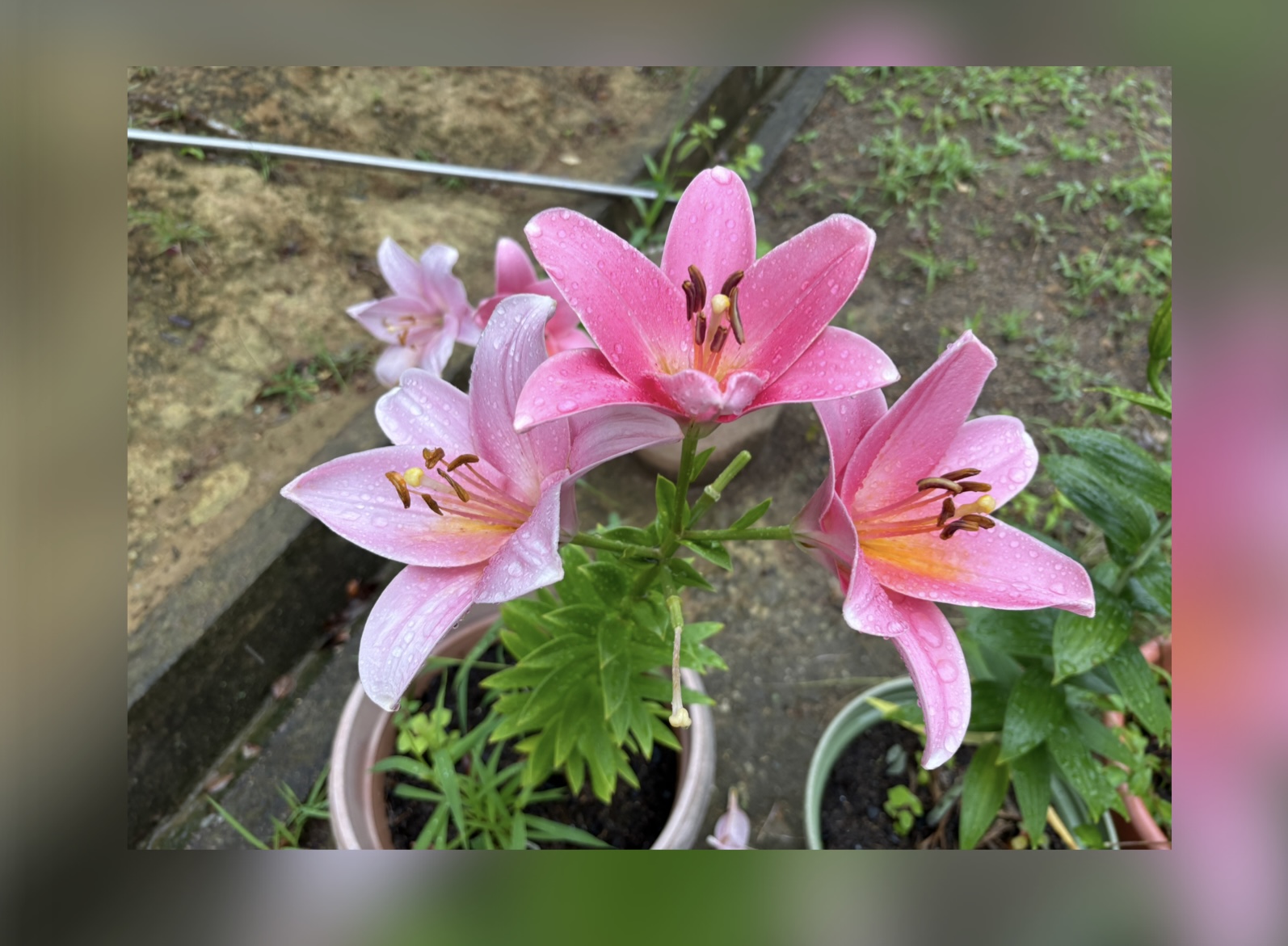 咲きました♪