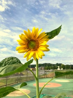 ヒマワリが咲きました！