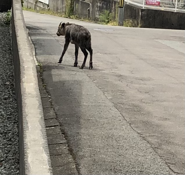 かもしか発見