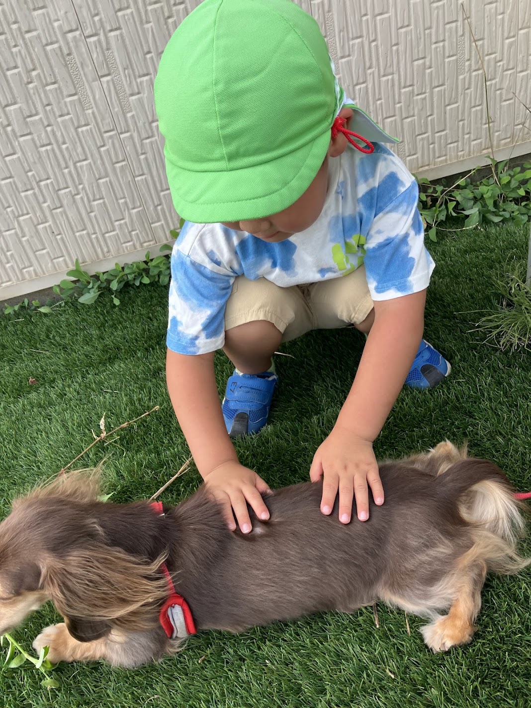 犬との触れ合い体験♩