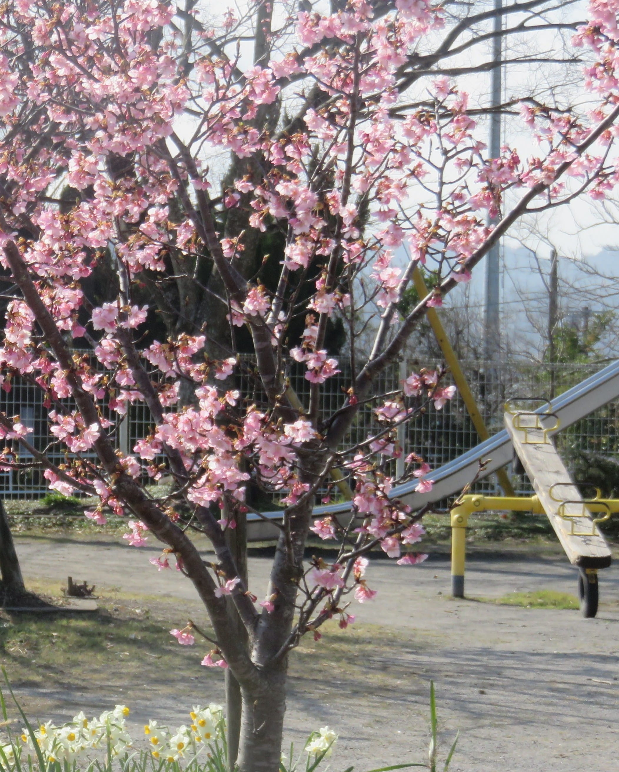 もうすぐ春ですね