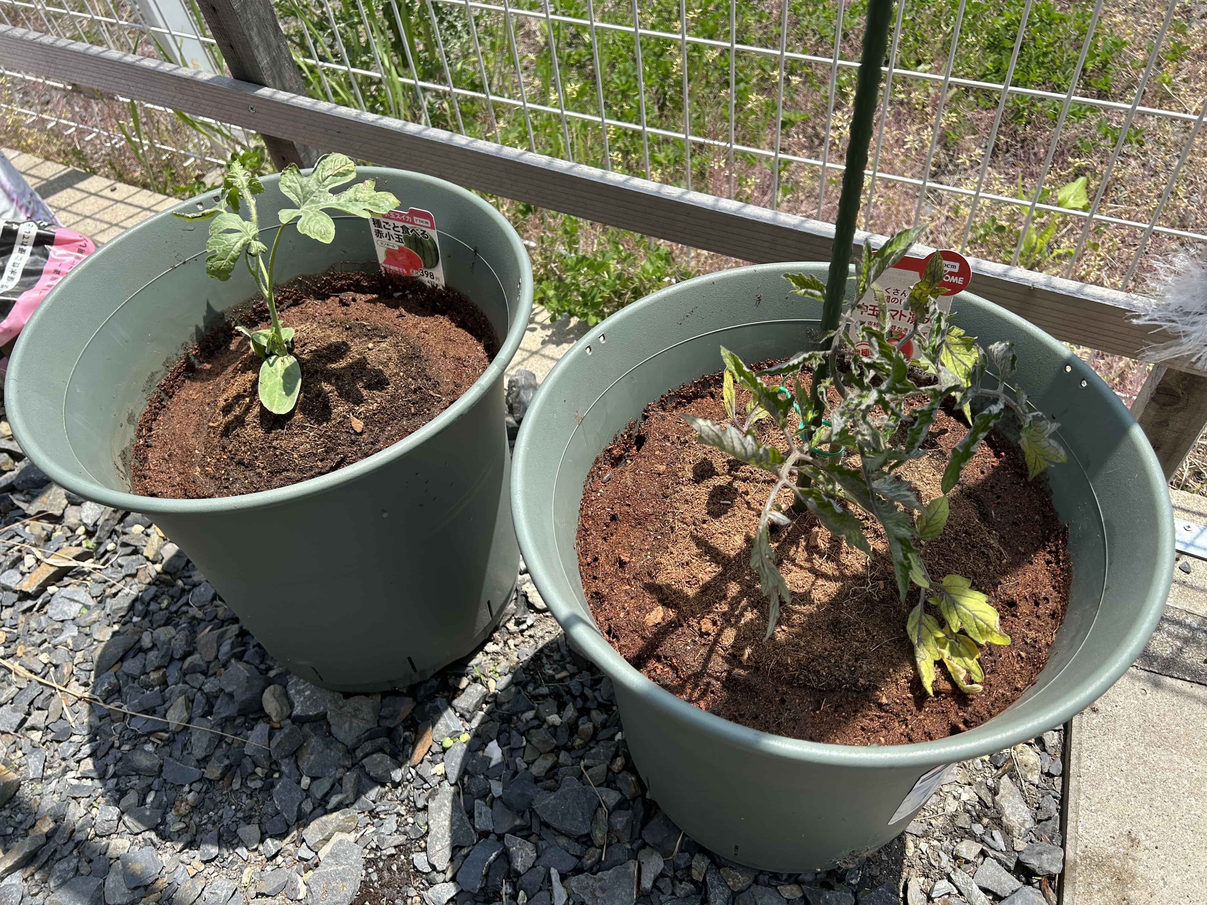 児童と一緒に家庭菜園