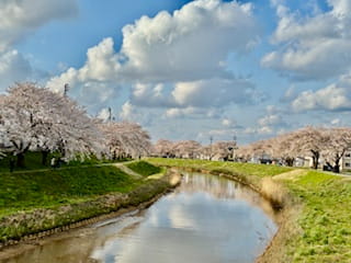 秋田市内の桜