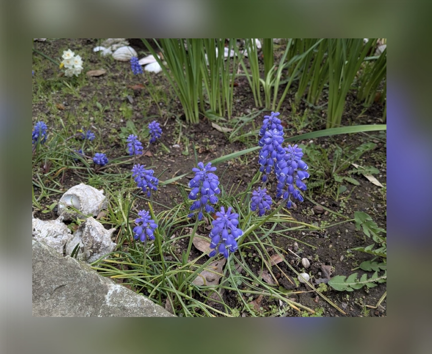 魔法の花！？