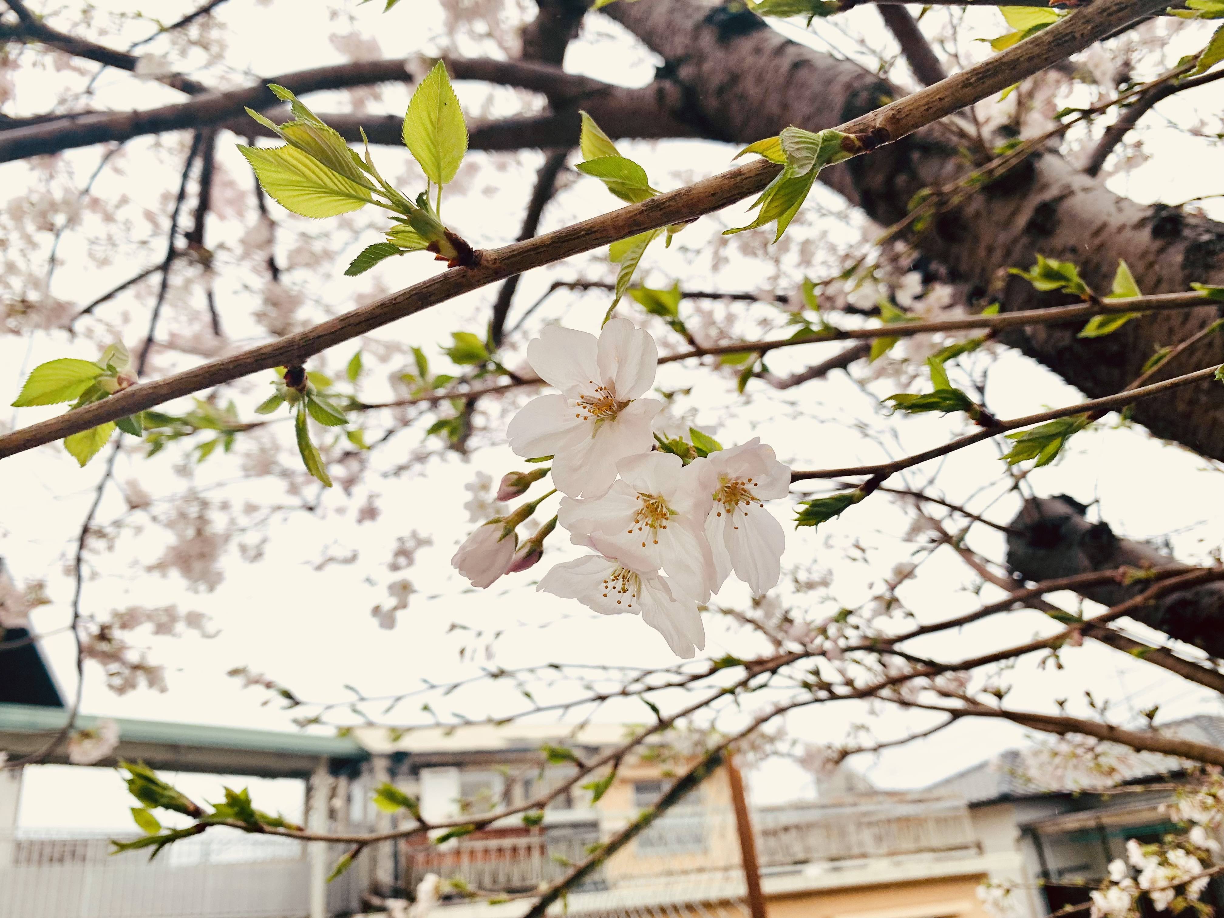 【春】桜が咲きました