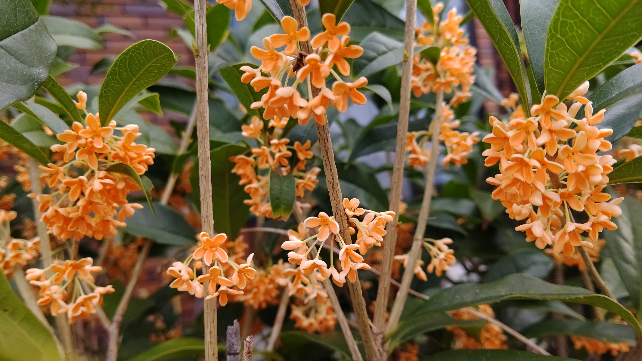 急に寒くなりましたがつばめはいい香りが漂い皆元気です♪