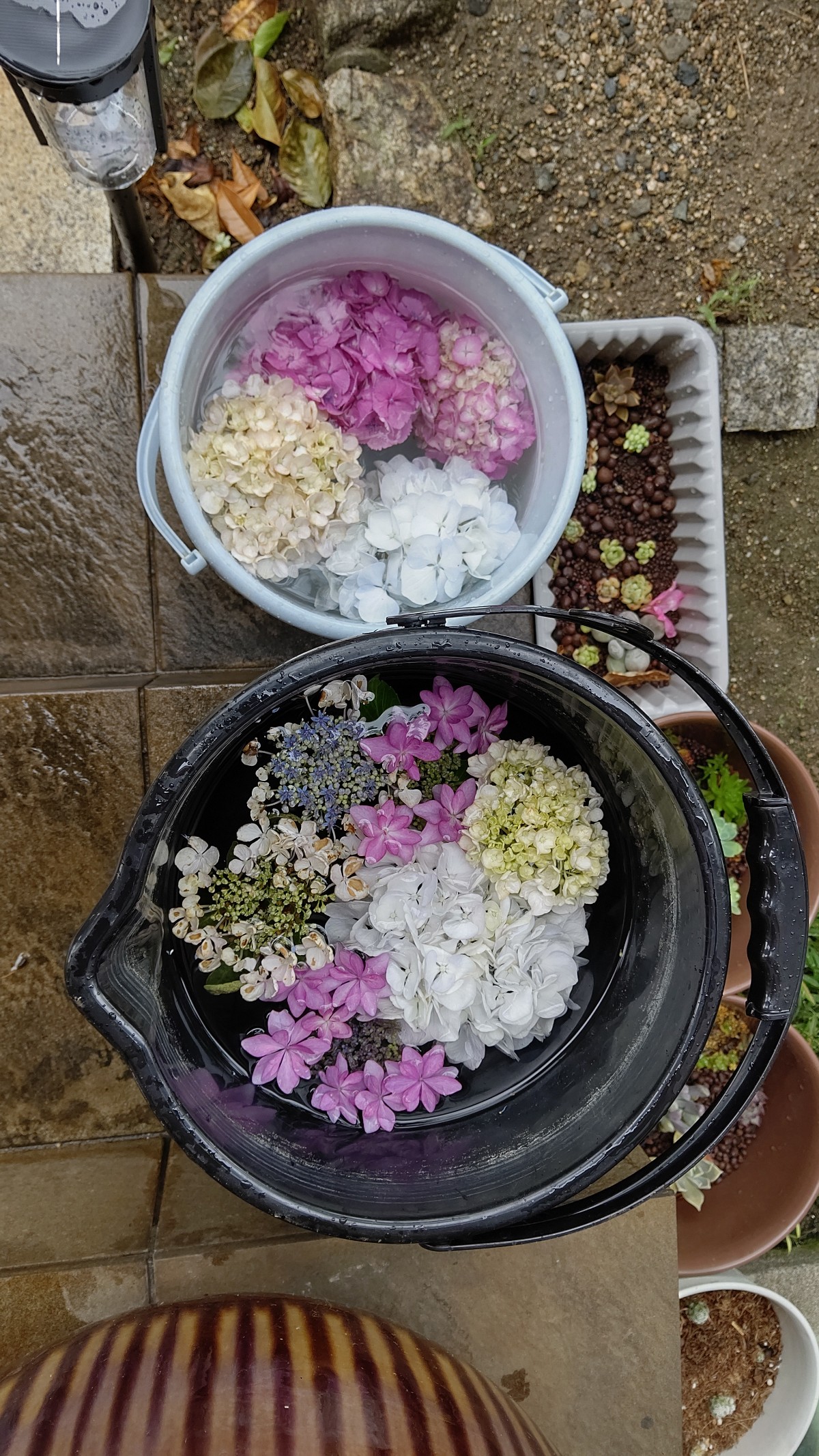紫陽花