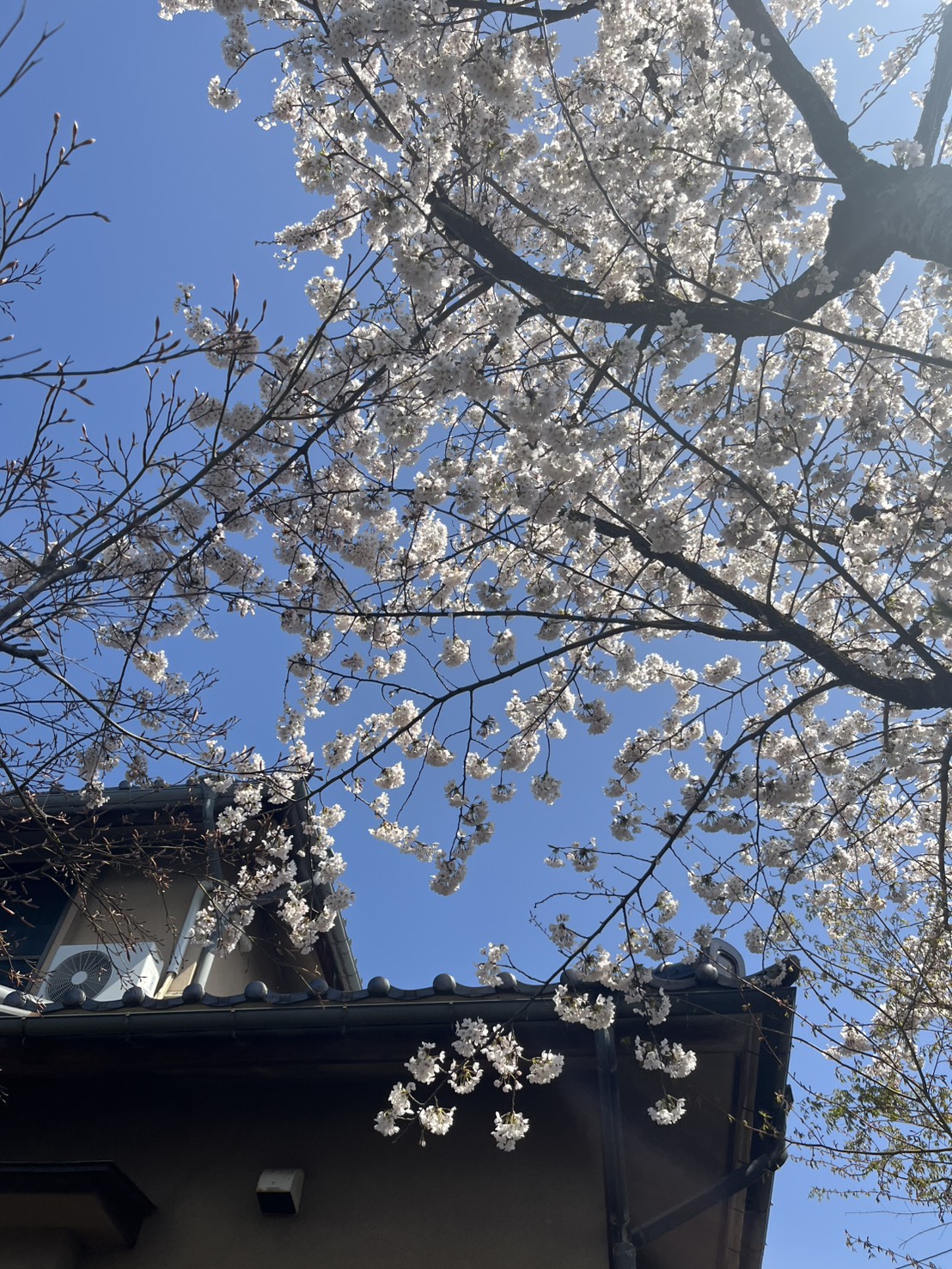 今年度もよろしくお願いします！