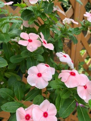 お花