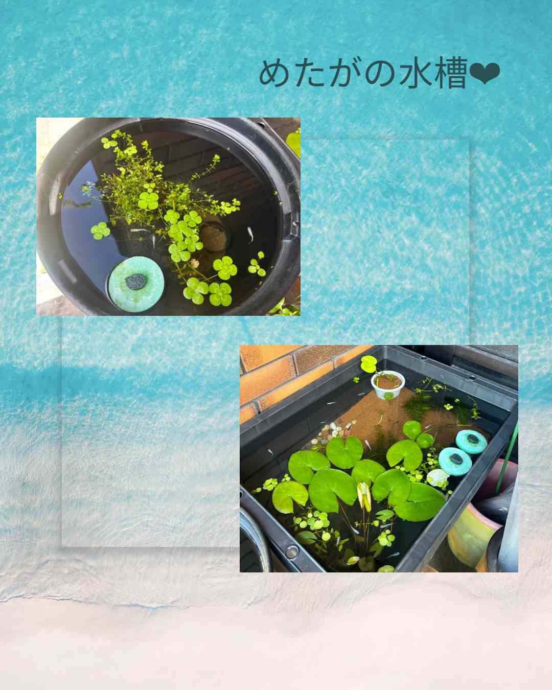 めだか