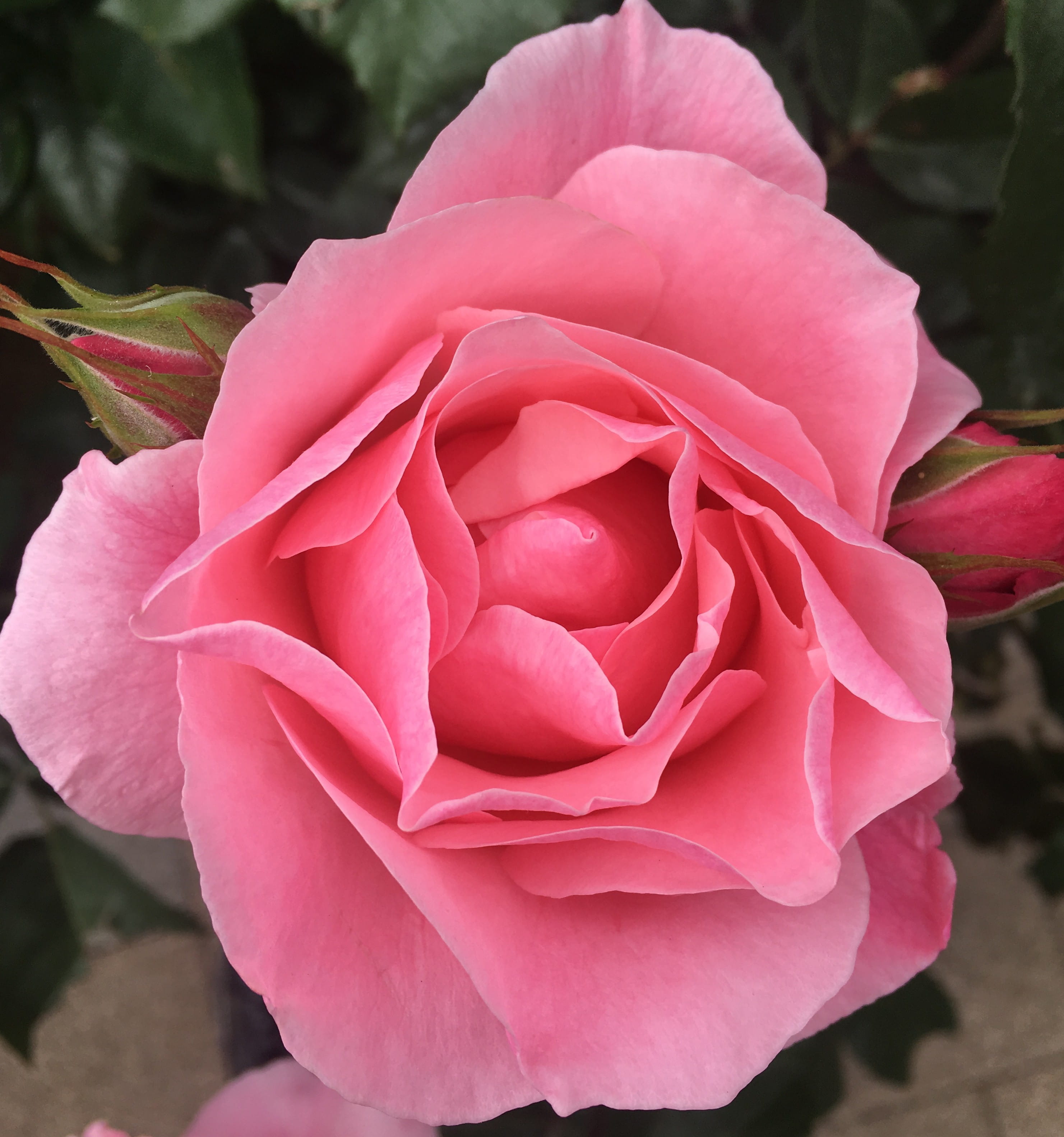 ６月　世光寮　見学説明会