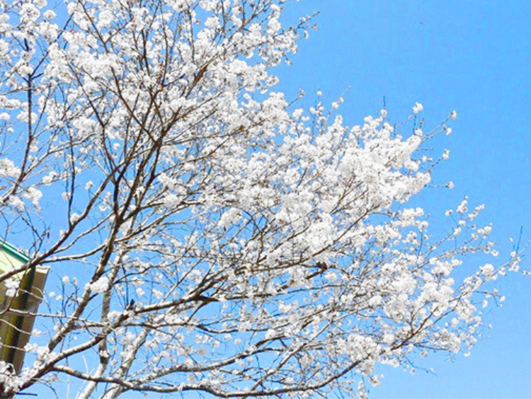 石井記念有隣園