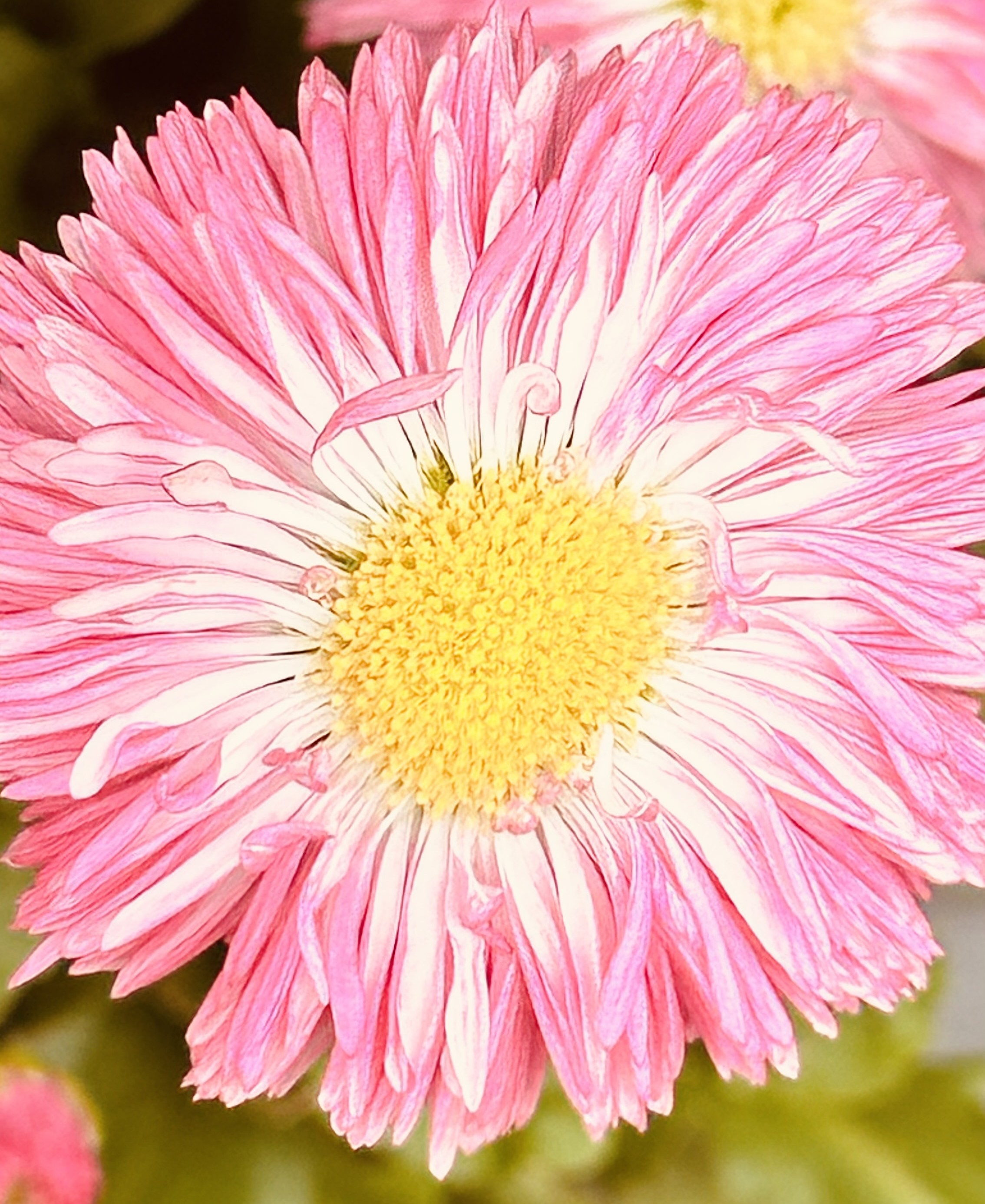 七夕