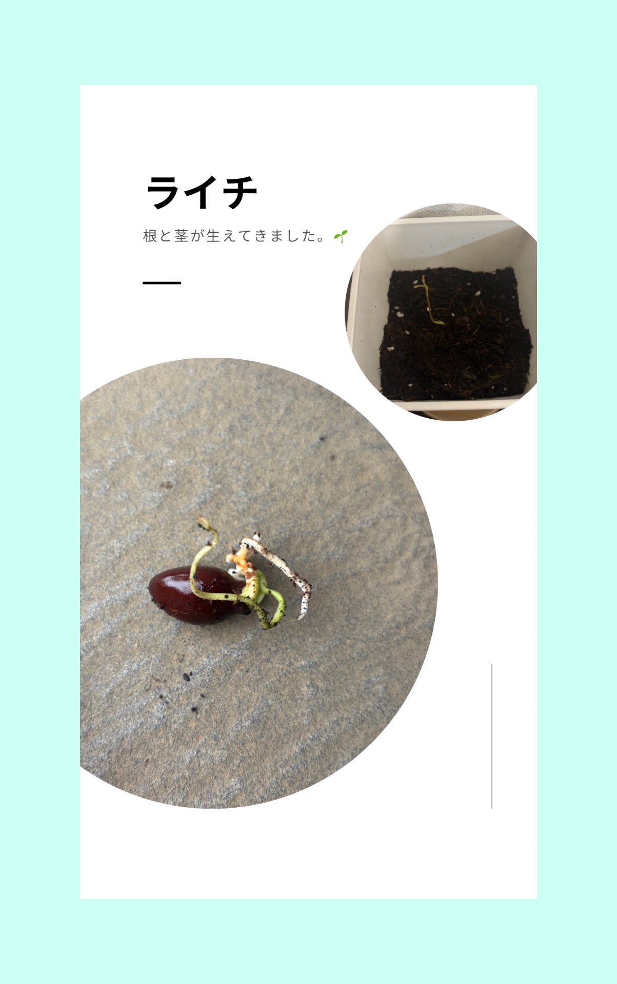「〇イ〇」の答え