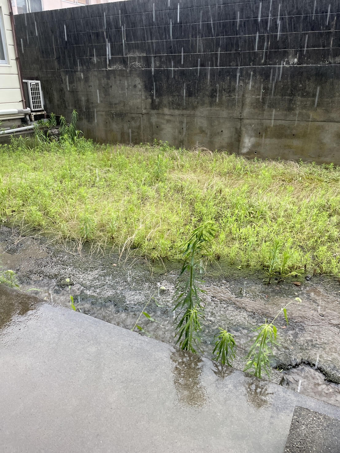 梅雨