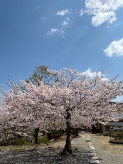 新年度のスタート！～新しい仲間と春の行事のようす