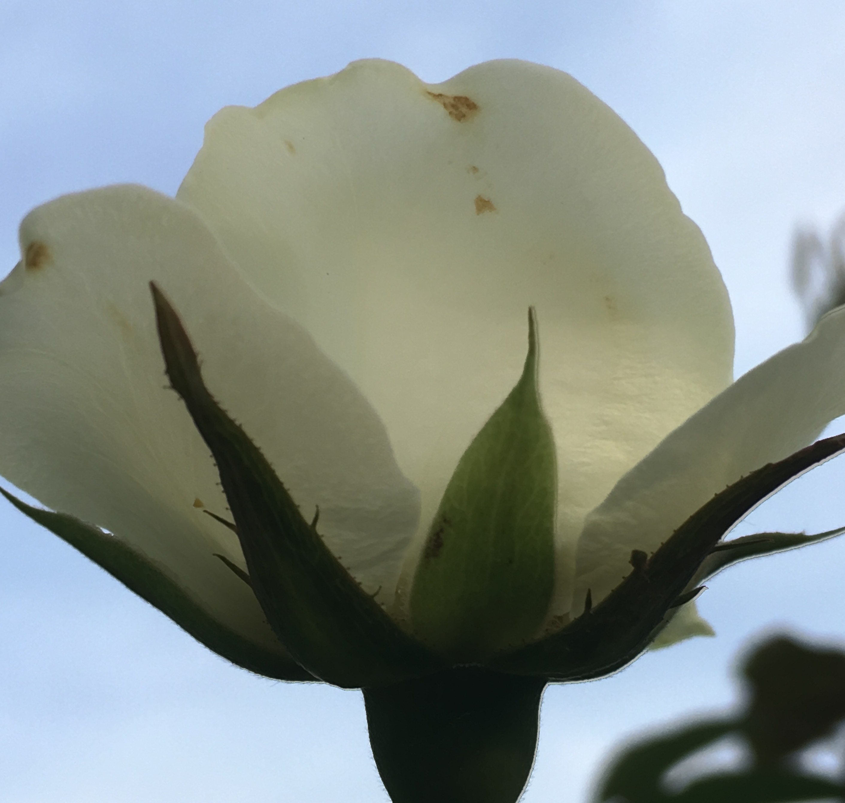 ホームページ更新しました！