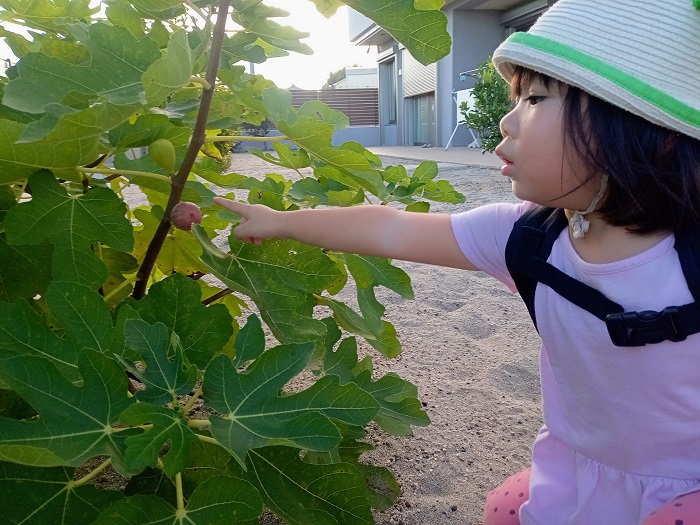 庭のいちじく