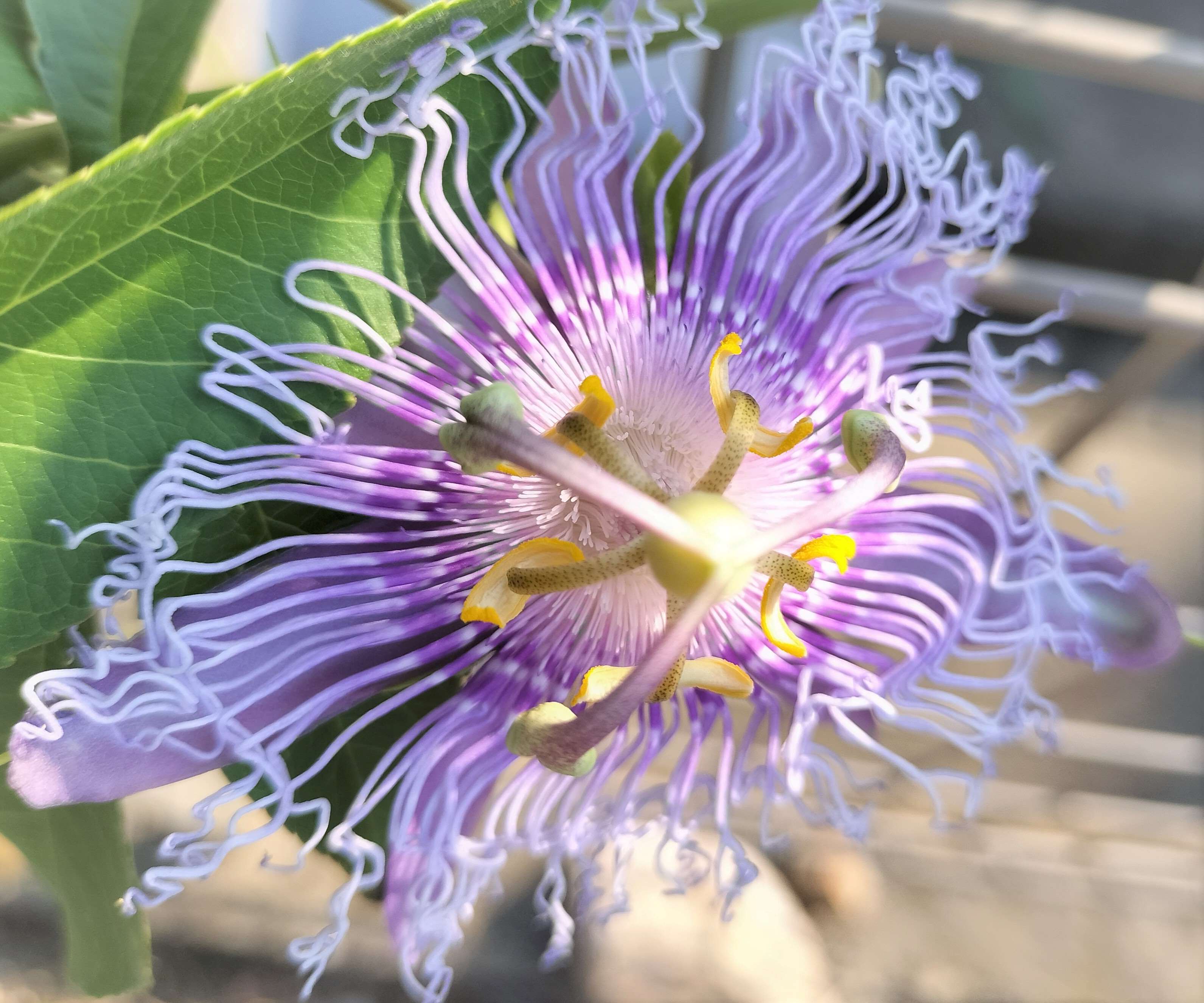 つばめの夏の草花