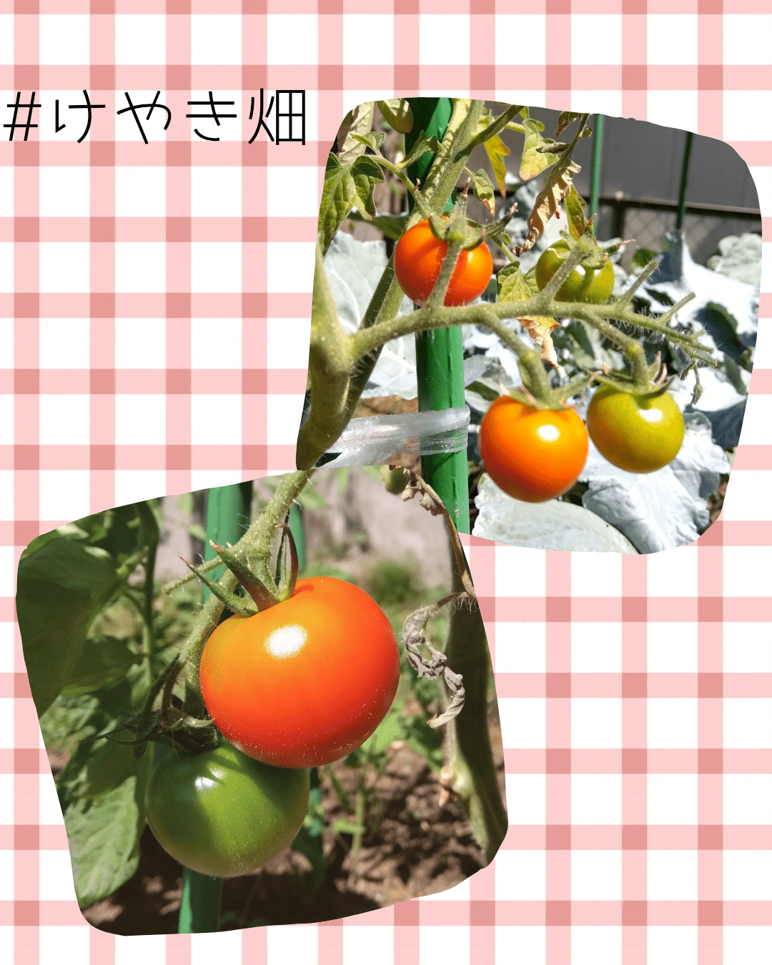 畑のトマト