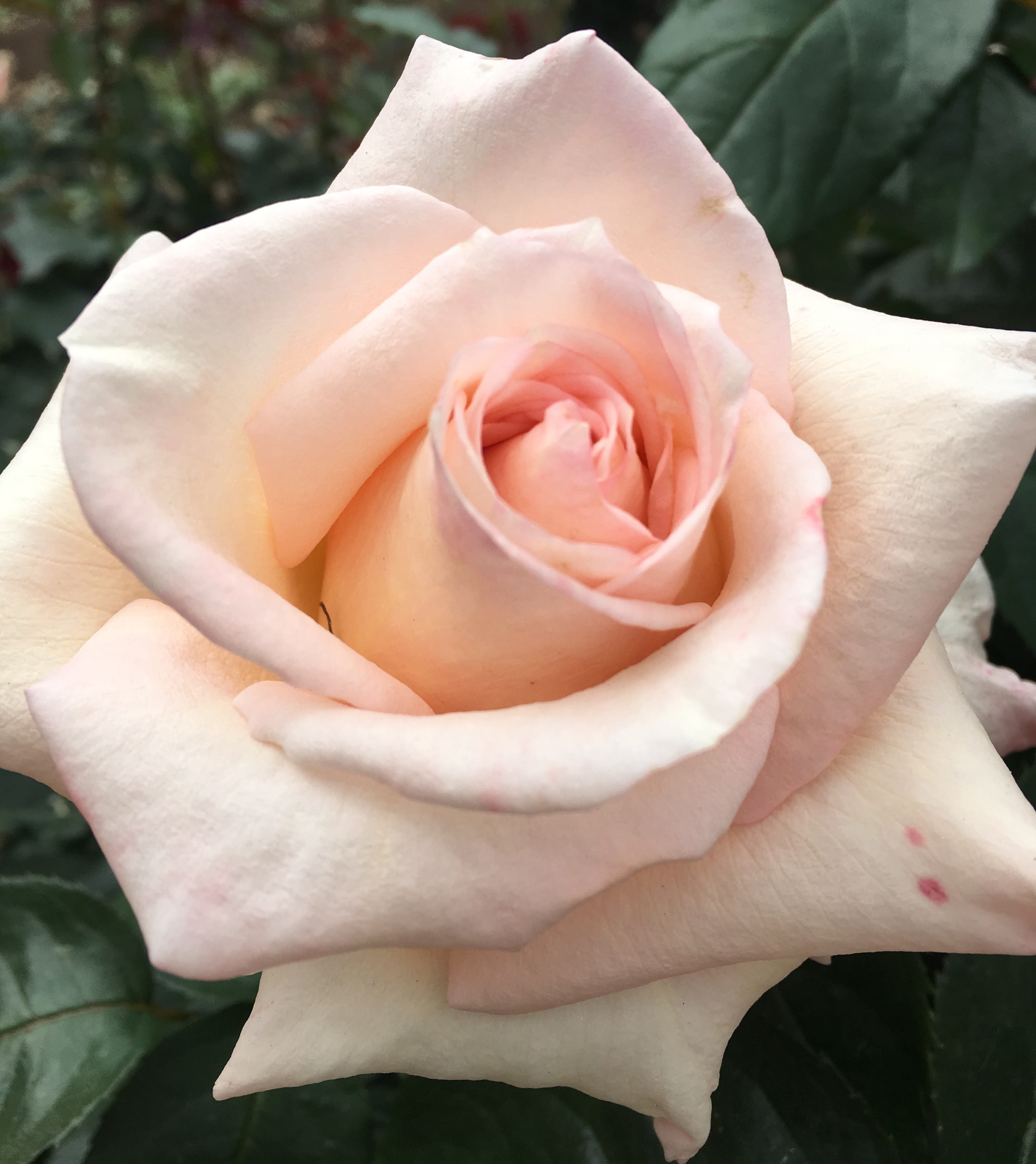 ７月　世光寮　見学説明会