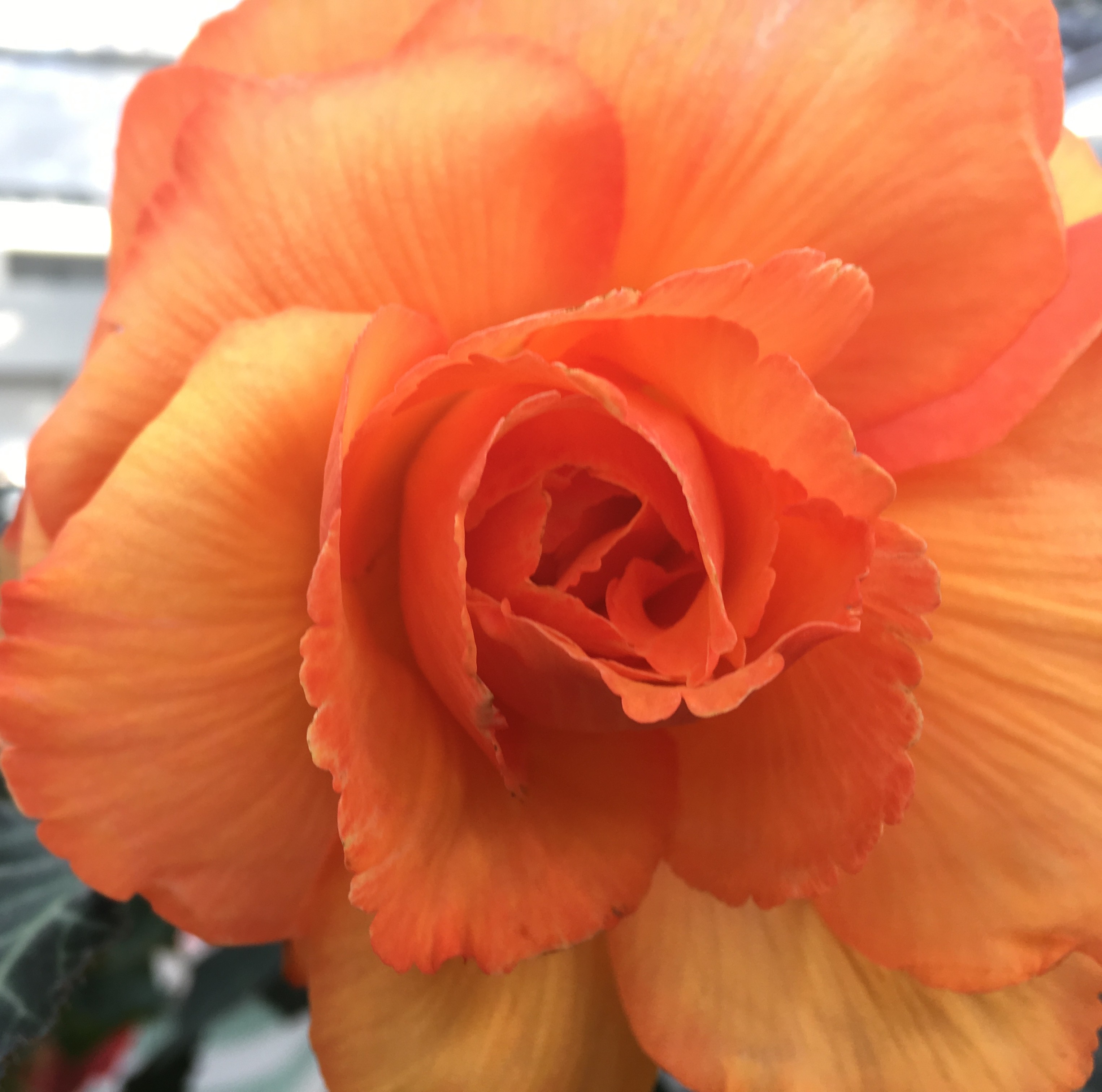 ５月　世光寮　見学説明会