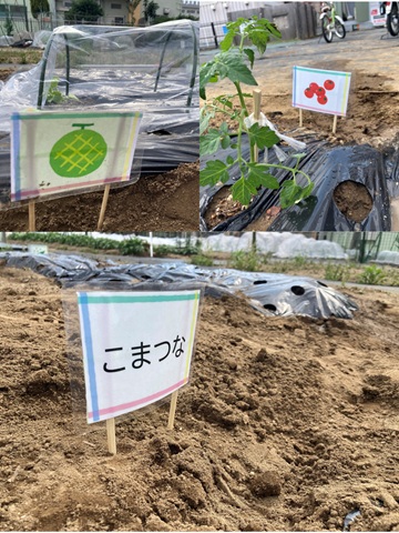 江戸川つむぎの家農園①
