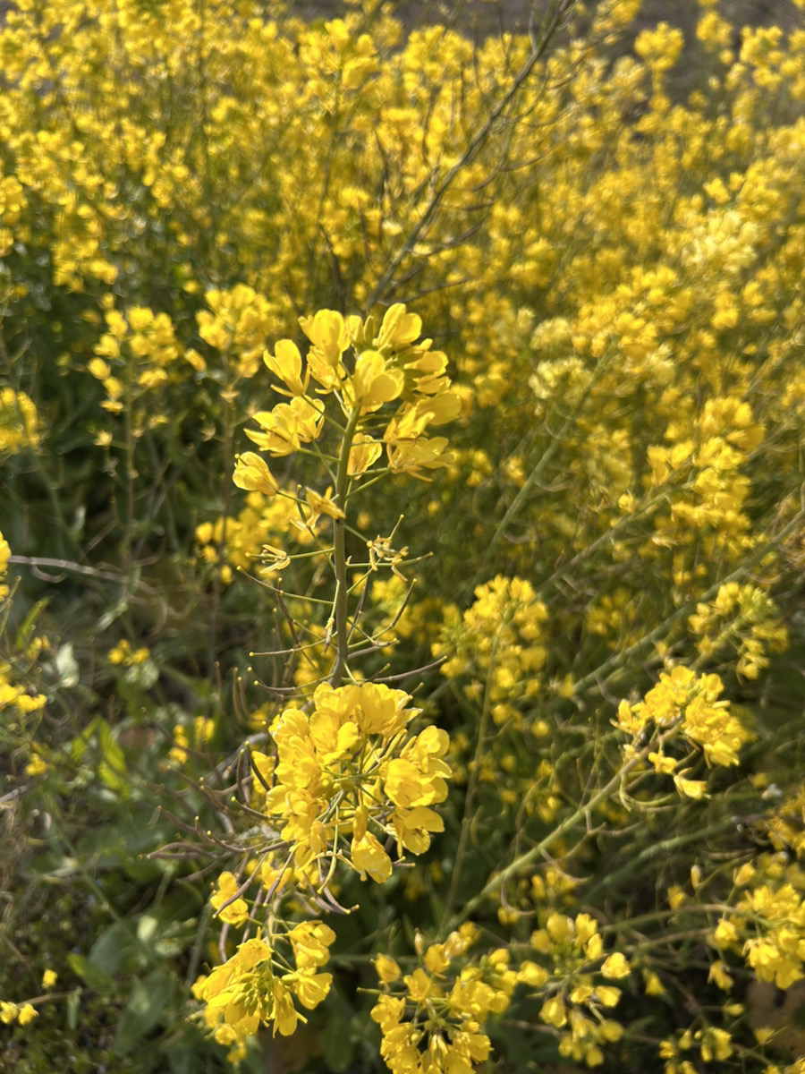 卒園式がありました☆