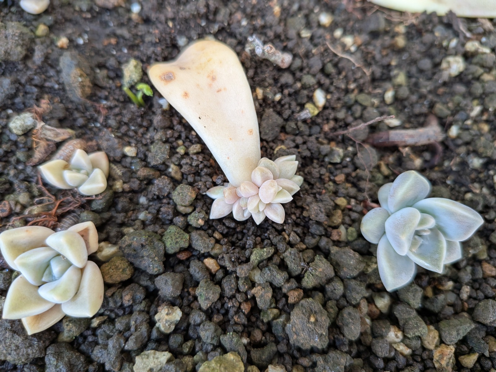 ♡元気に育った多肉植物