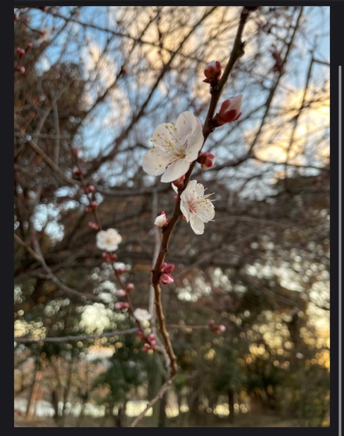 桜の咲く前に♦もうすぐお別れ♦