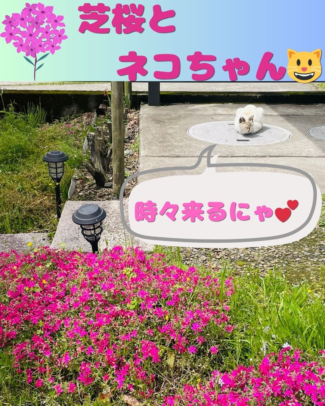 芝桜と猫=^_^=